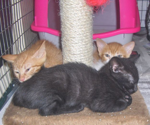 9 adorable kittens at Gozo SPCA in need of loving homes