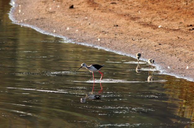 BirdLife Malta welcomes Environment Minister to Ghadira