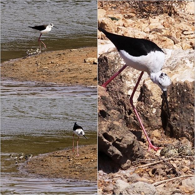 Black-winged Stilt chicks hatch at Ghadira Nature Reserve