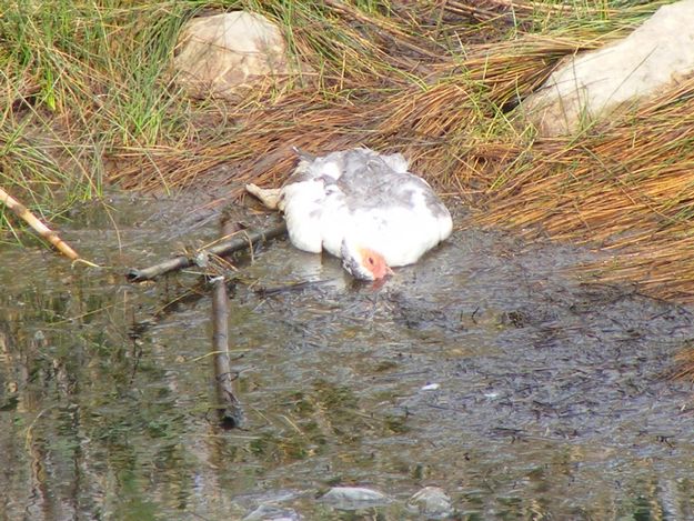 Nature Trust Malta reports ducks killed at il-Maghluq
