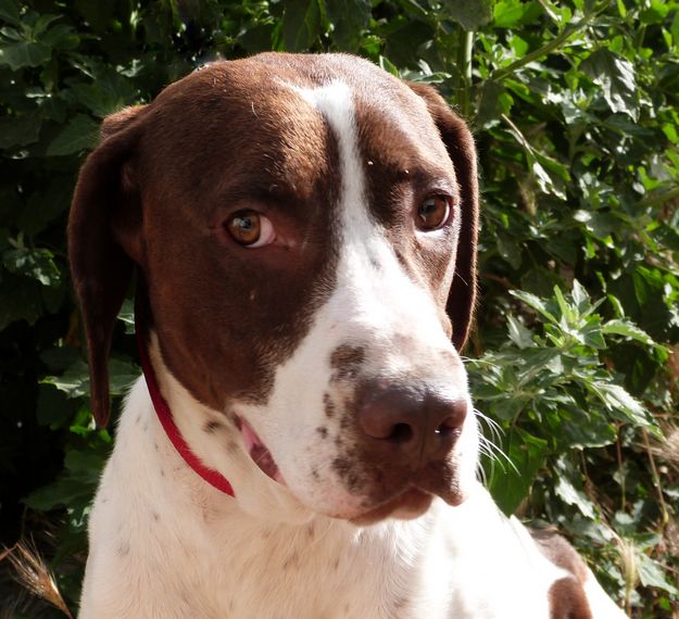 Joey is a young, friendly dog waiting for his forever home