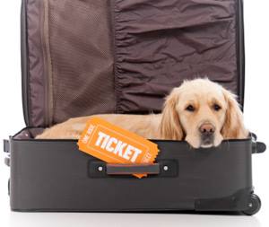 Non-commercial movements of pets in the EU made easier