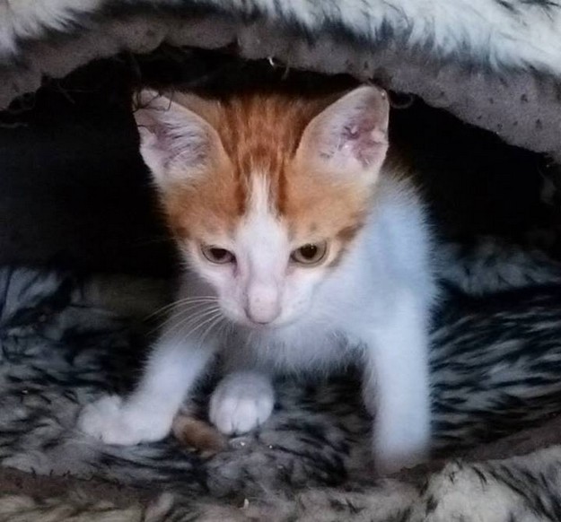 Adorable kittens at Gozo SPCA need loving forever homes