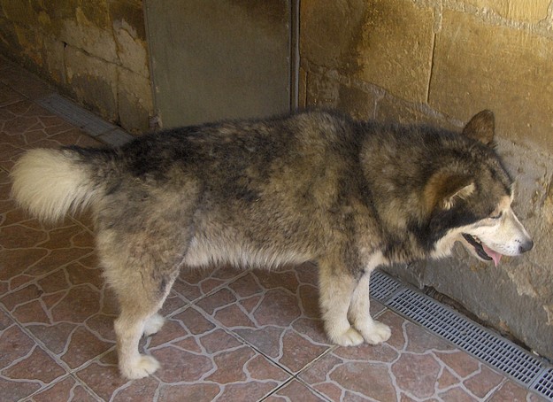 Gozo SPCA needs urgent help to trace owner of this Husky