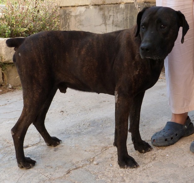Balou needs a loving forever home to share with someone