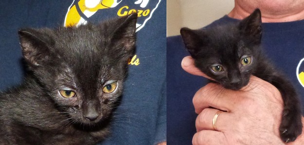 Kittens - Button, Carol and John need loving forever homes