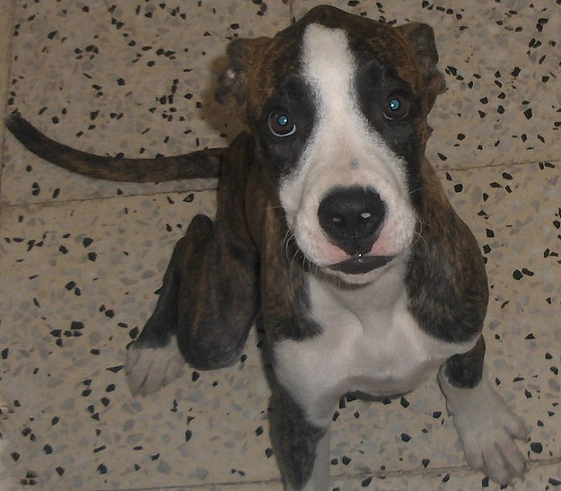 Josephine is a pretty boxer puppy in need of a loving home