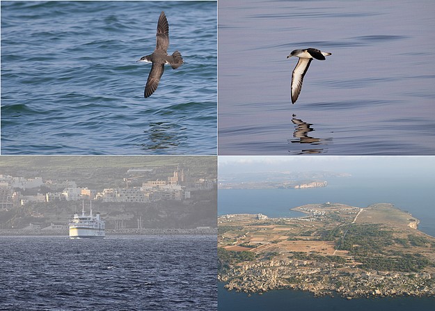 Gozo Channel – Malta’s first Marine Important Bird Area