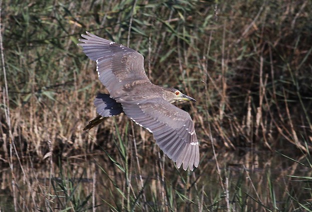 Autumn's first migrating protected birds shot at - BirdLife