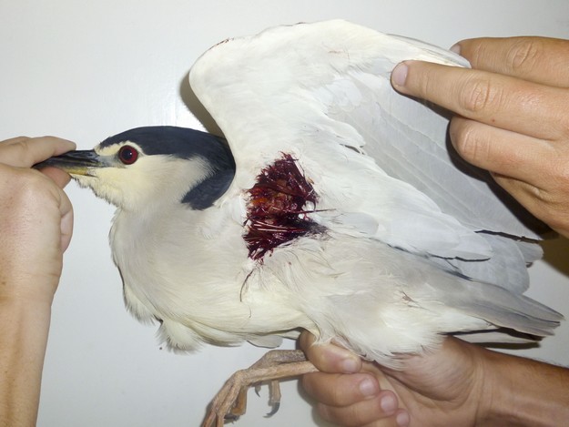 Autumn’s first migrating protected birds shot at – BirdLife