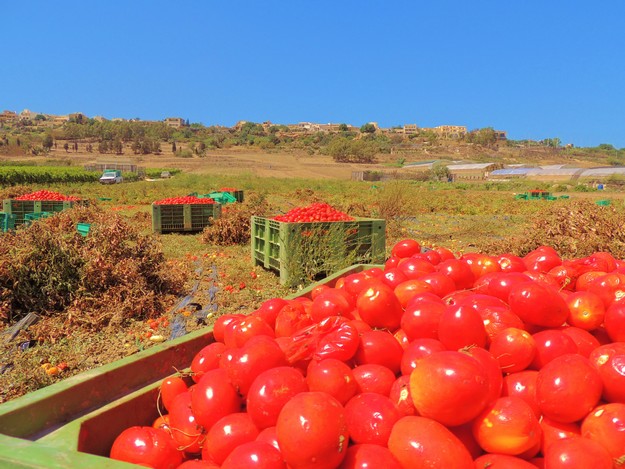 Gozo's high summer with mouth-watering fruit & vegetables