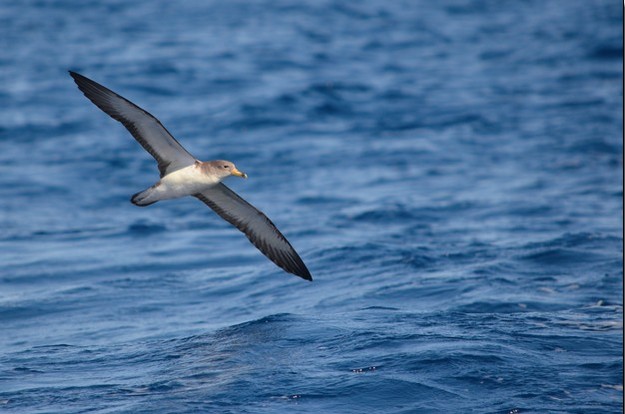 LIFE project records Malta’s oldest Scopoli’s Shearwater