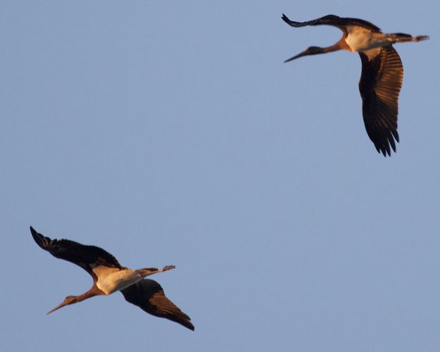 Police & BirdLife Guard Black Storks, but one is still shot dead Police & BirdLife Guard Black Storks, but one is still shot dead