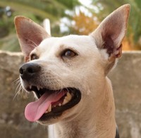 Somewhere out there is the loving home that Bolt longs for