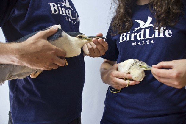 BirdLife Malta urges the public to report any illegal hunting