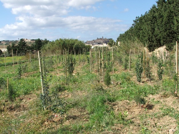 SIMBIOTIC Project in Gozo and Sicily officially concluded SIMBIOTIC Project in Gozo and Sicily officially concluded