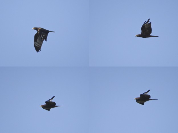 Protected birds targeted in afternoon up by 50%, says BLM