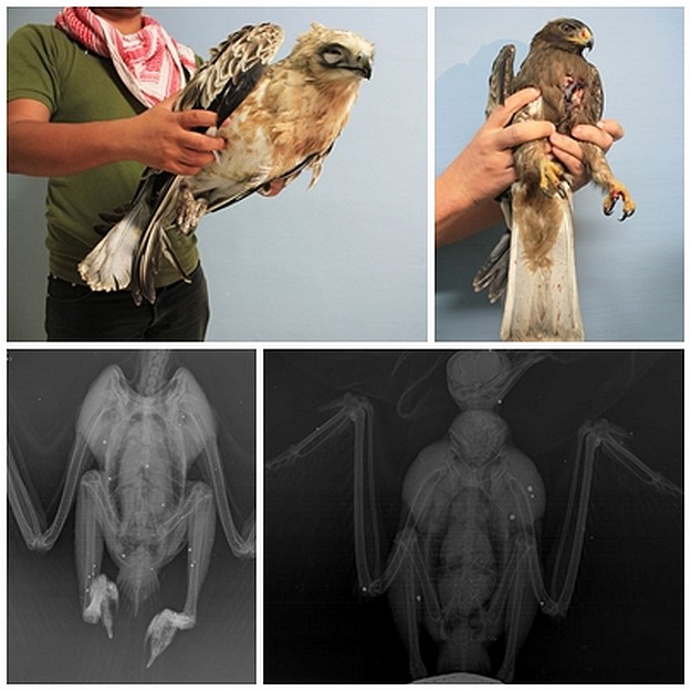 3 more “isolated incidents” as BirdLife to send injured eagle to Sicily