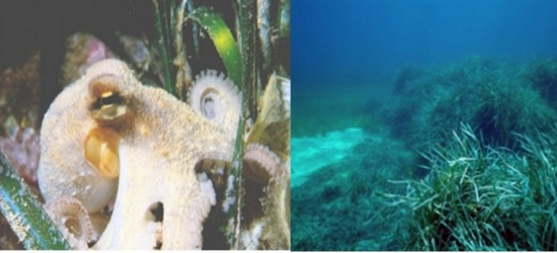 Short course starts this month on ‘An Introduction to Marine Biology’