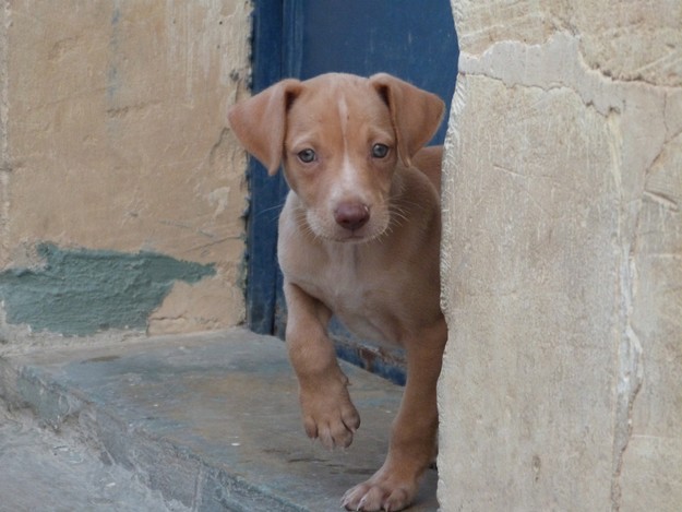 Gozo SPCA would love somebody to offer Ody his forever home