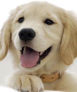 Malta SPCA: help the animals, enhance historical heritage, says AD