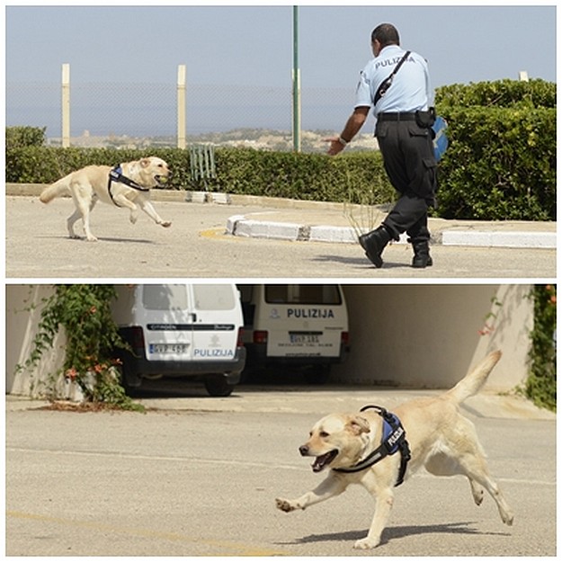 Working dogs seminar is great success for both handlers and dogs