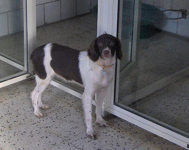 Dakota and Hunter are 2 Spaniel X dogs needing a forever home