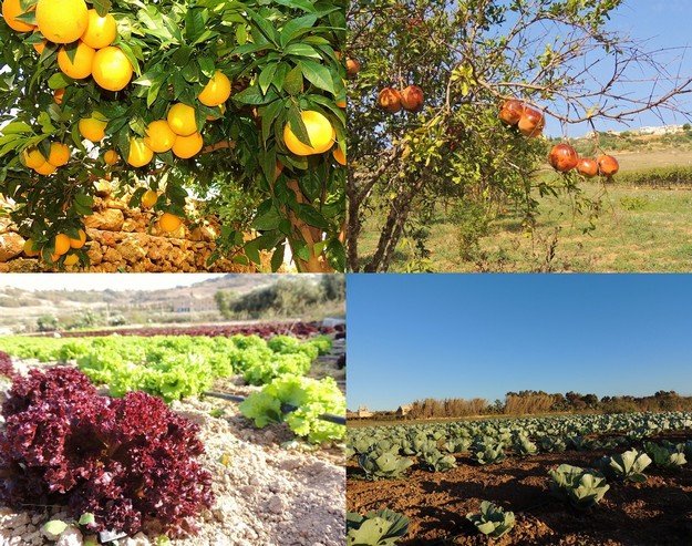Gozitan farmers contributed 7.2% of total supply of fresh fruit & veg in Q1