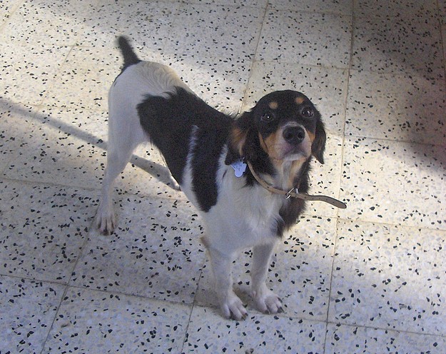 Dakota and Hunter are 2 Spaniel X dogs needing a forever home