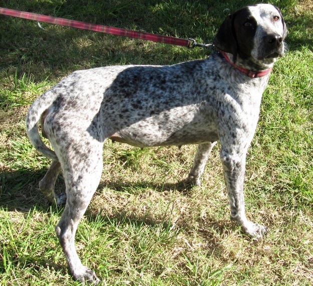 The Gozo SPCA appeals for help to trace owner of young female dog The Gozo SPCA appeals for help to trace owner of young female dog