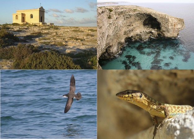 Guided walk and cliff-top clean-up to protect threatened shearwaters