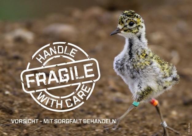 CABS calls on Prime Minister to ban trapping & hunting of Golden Plovers on Malta CABS calls on Prime Minister to ban trapping & hunting of Golden Plovers on Malta