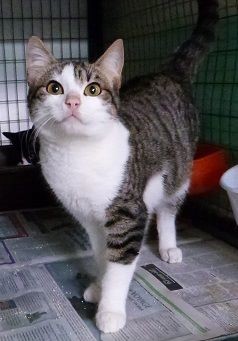 Minnie and Mickey two loving kittens urgently needing forever homes