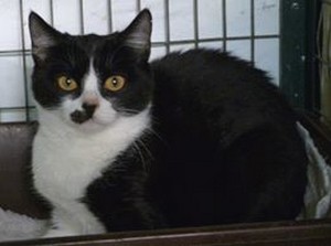 Minnie and Mickey two loving kittens urgently needing forever homes