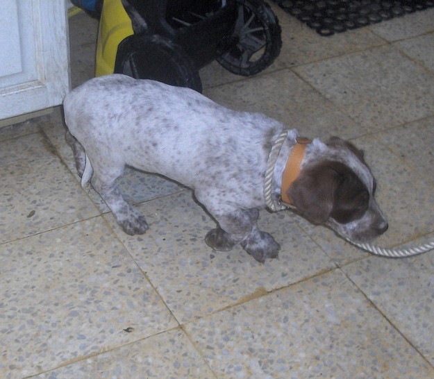 Appeal for help in tracing the owner of this puppy at Gozo SPCA