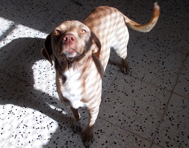 Gozo SPCA appeals for help to trace owner of this friendly young dog