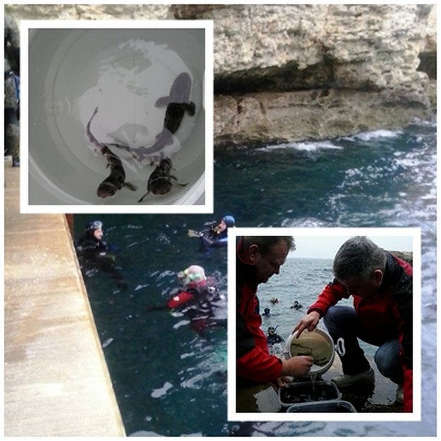 3 Nursehound shark pups released at South Quay, Cirkewwa