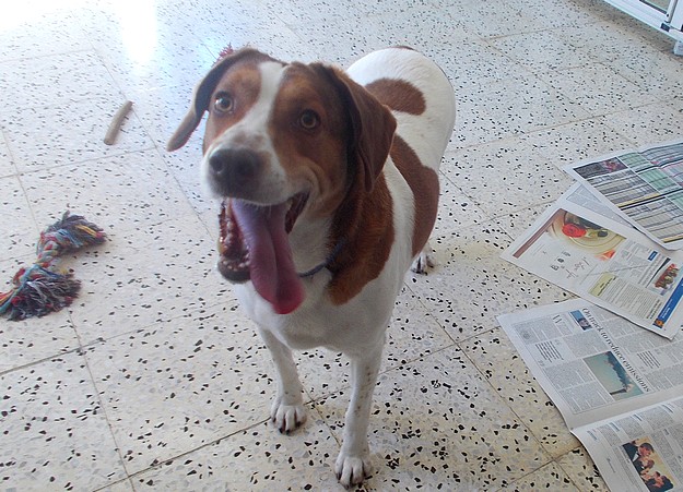 Spotty with the laughing face is waiting for his forever home