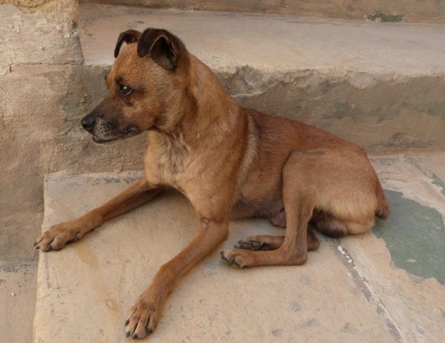 Gozo SPCA collectons on the Gozo ferries this weekend