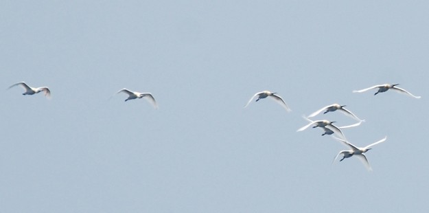 Spoonbills shot as stormy weather pushes migrating flocks over Mala