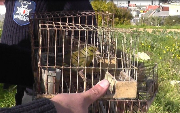 Operation Nest in peace: 24 illegal trapping sites dismantled, say CABS
