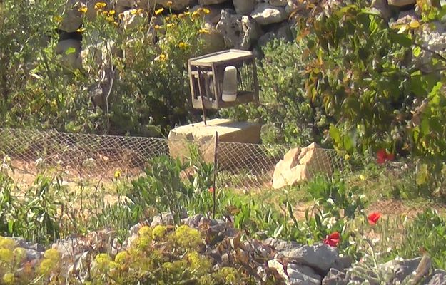 Police seize clap net and apprehend trapper in Dingli  – CABS
