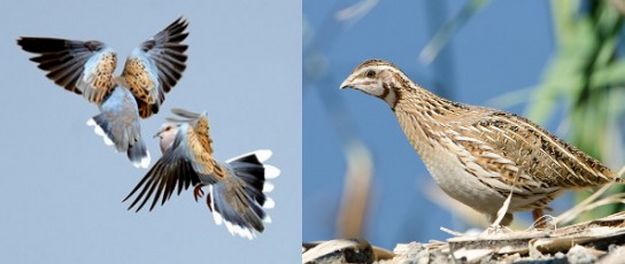 Maltese people given thanks for standing up for wildlife