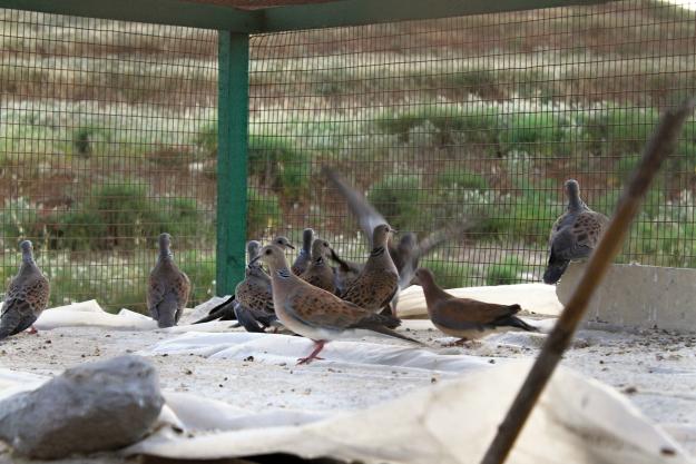 Turtle Dove Trap Found & Hunter threatens to kill CABS member