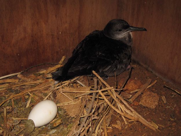 Artificial nest boxes might offer possible lifeline for Malta’s endangered seabirds