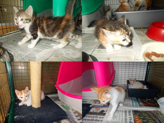 Playful kittens at Gozo SPCA waiting for their own forever homes