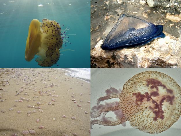 Jellyfish blooms proliferation & mitigation: Our changing Marine Biodiversity