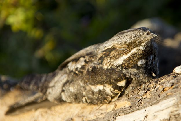 European Parliament votes overwhelmingly in favour of Nature