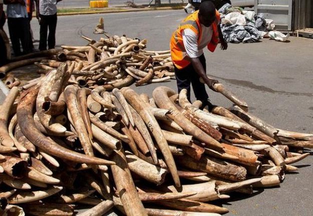 New EU initiative to protect biodiversity and fight wildlife crime