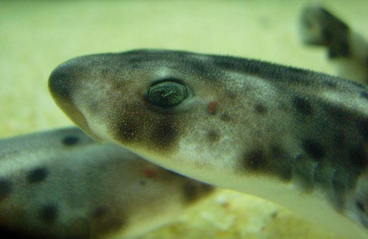 7 Nursehound shark pups to be released near Cirkewwa on Saturday